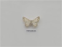 藏品(尺蛾233)的圖片